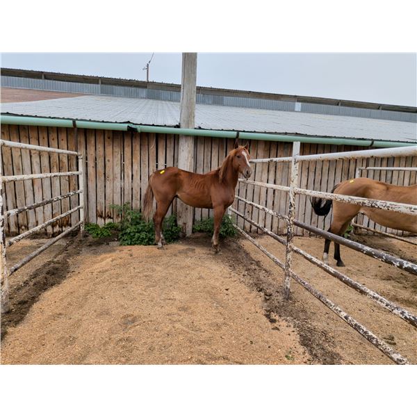 3 year old gelding