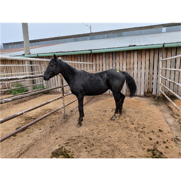 2 year old gelding