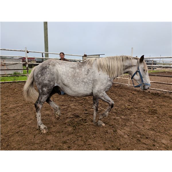 5 year old gelding