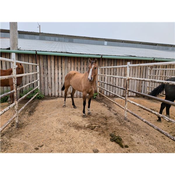 5 year old buckskin mare