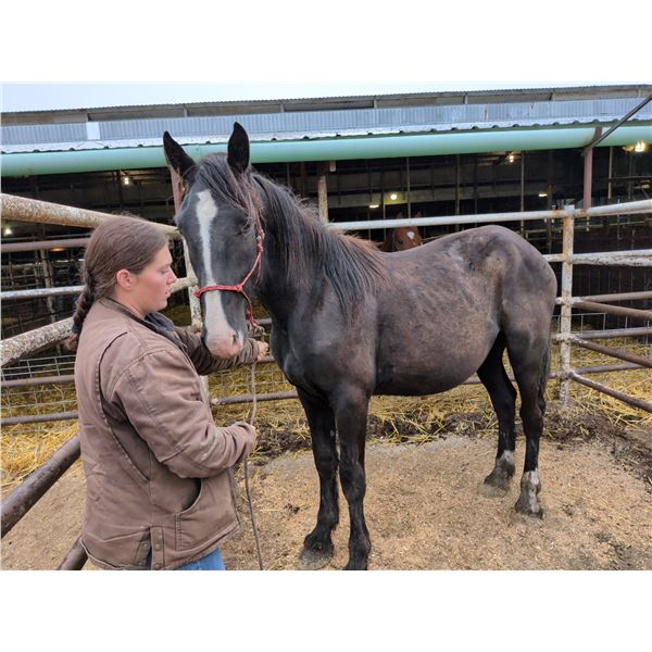 3 year old gelding