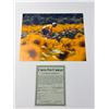 Image 1 : Autographed Lance Armstrong Sunflowers Photograph