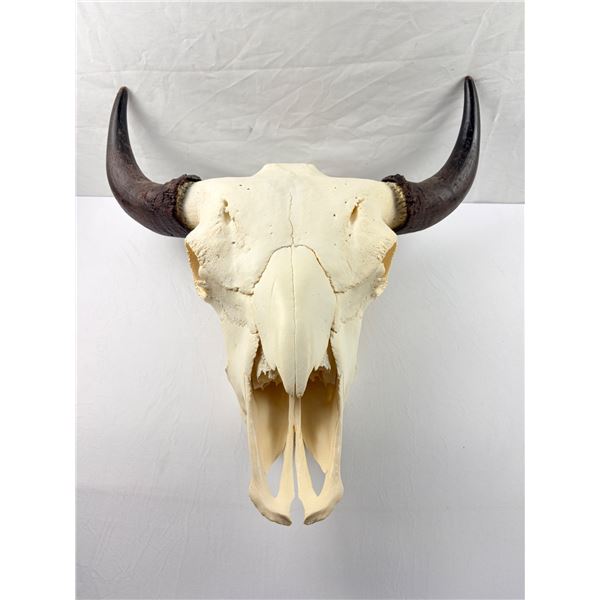 Bison Skull Mount