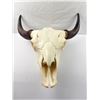 Image 1 : Bison Skull Mount