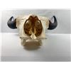 Image 2 : Bison Skull Mount