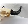 Image 3 : Bison Skull Mount