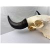 Image 4 : Bison Skull Mount
