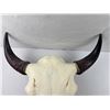 Image 5 : Bison Skull Mount