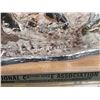 Image 7 : 1976 National Cutting Horse Association Houston Livestock Trophy by Jimmie Arledge