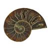 16.17ct Opalized Prehistoric Ammonite Jewelry Cut Half (GEM-22409)