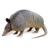 Image 1 : Animatronic Armadillo Puppet Movie Props
