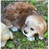 Image 5 : Five Dog Lawn Ornaments, Mixed Materials