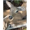 Image 3 : Stone Art Deer and Fawn Garden Statues