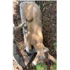 Image 5 : Stone Art Deer and Fawn Garden Statues