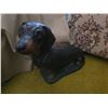 Image 3 : Dog Figurines and Plush Toys Collection with Treat Jars