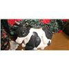 Image 2 : Decorative Cow Figurines, Cookie Jar, and Basset Hound Figure