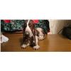 Image 7 : Decorative Cow Figurines, Cookie Jar, and Basset Hound Figure