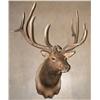 Image 1 : Large Mounted Elk Head