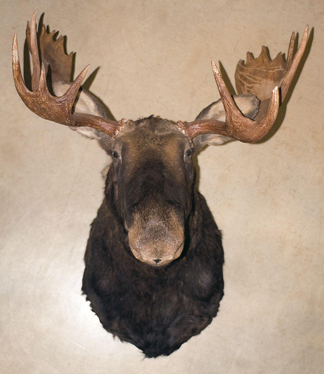 Large Mounted Moose Head