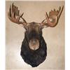 Image 1 : Large Mounted Moose Head