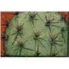Image 4 : NEW MEXICAN PAINTINGS (JANE CASSIDY)