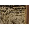 Image 7 : WESTERN SEPIA-TONE PRINTS (RUSSELL R. WATERHOUSE)