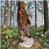 Image 1 : Full-Mount Standing Brown Bear Taxidermy on Faux Stone Base (90"H)