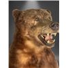 Image 3 : Full-Mount Standing Brown Bear Taxidermy on Faux Stone Base (90"H)