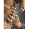 Image 4 : Full-Mount Standing Brown Bear Taxidermy on Faux Stone Base (90"H)