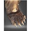 Image 5 : Full-Mount Standing Brown Bear Taxidermy on Faux Stone Base (90"H)