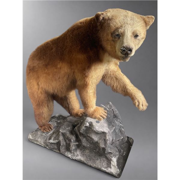 Full-Mount Cinnamon Phase Black Bear / Grizzly Bear Taxidermy on Faux Rock Base (Approx. 49x55)