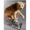 Image 1 : Full-Mount Cinnamon Phase Black Bear / Grizzly Bear Taxidermy on Faux Rock Base (Approx. 49x55)