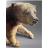 Image 2 : Full-Mount Cinnamon Phase Black Bear / Grizzly Bear Taxidermy on Faux Rock Base (Approx. 49x55)