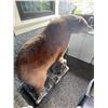 Image 4 : Full-Mount Cinnamon Phase Black Bear / Grizzly Bear Taxidermy on Faux Rock Base (Approx. 49x55)