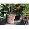 Image 4 : Large Group of Faux Plants
