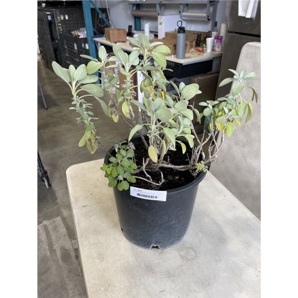 LARGE ESTABLISHED SAGE PLANT