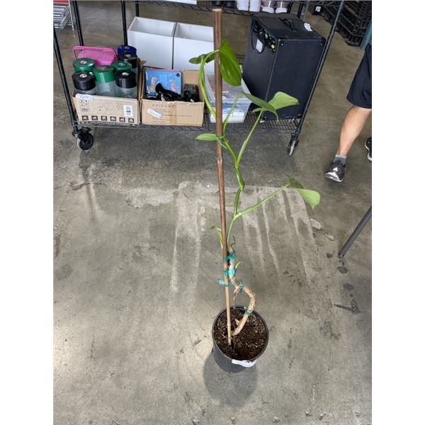 3FT TALL PHILONDENDRON PLANT