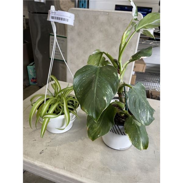 WHITE WIZARD PHILODENDRON AND SMALL HANDING SPIDER PLANT
