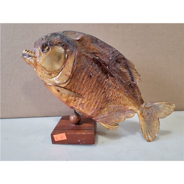 Taxidermy Piranha Mounted Specimen