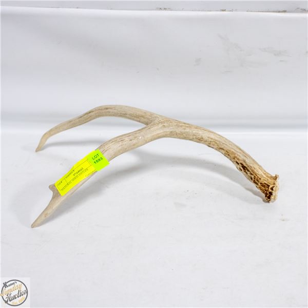 NATURAL SHED ANTLER