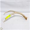 Image 1 : NATURAL SHED ANTLER