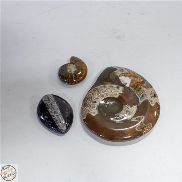 GENUINE FOSSIL TYPE SPECIMENS