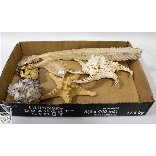ESTATE GENUINE SPECIMENS CARVED BONE,