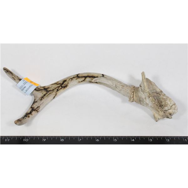 SMALL DEER AND ANTLER AND WALL ART
