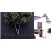 Image 2 : Brand New GreenSmart Dekor Lavender Artificial Wall Panels – 12-Piece Set – 20 × 2