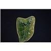 Image 2 : HAWAIIAN POTTERS GUILD LEAF DISHES (3 PCS)