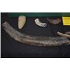Image 5 : COLLECTION OF FOSSILS (6 PCS)