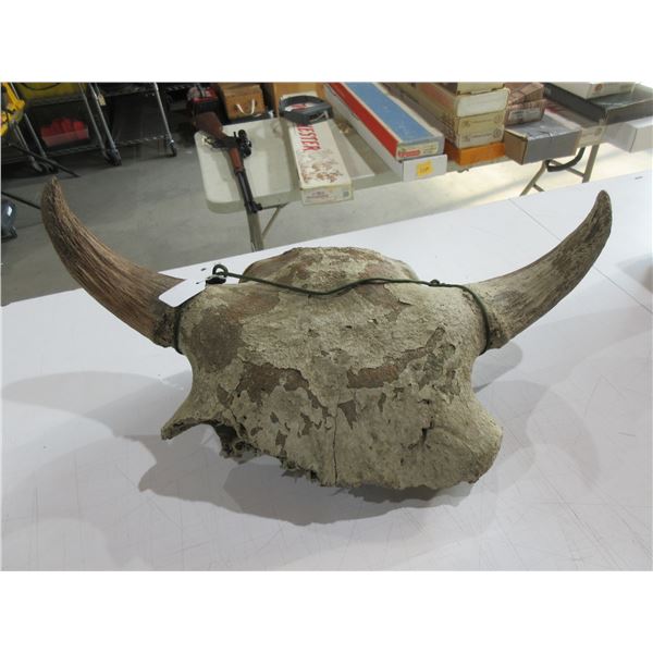 Buffalo Skull - Consignor Lists as Very Old and Found in Northern Alberta