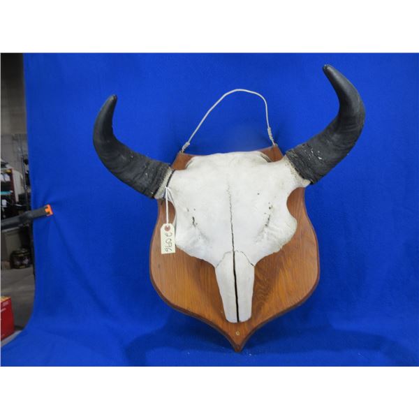 Mounted Buffalo Skull - Consignor Lists as from Northern Alberta Ranch