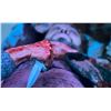 Image 5 : The Walking Dead (2010-2022) - Beta (Ryan Hurst) SFX Knife